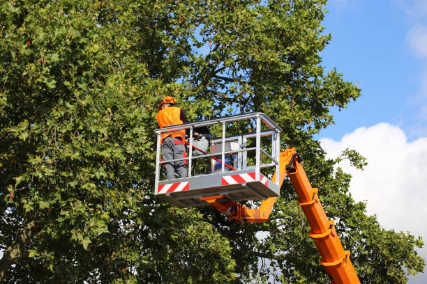 The Steps Involved in Our Tree Care Process in Lake Stickney, WA